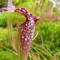 Sarracenia x excellens